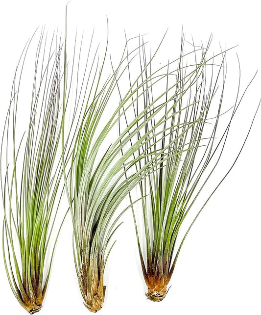 Air Plants - Tillandsia Juncea, Jumbo 8-12" - 3ct - Live Arrival Guaranteed - House Plants for Home Decor & Gift-PurrikoPets