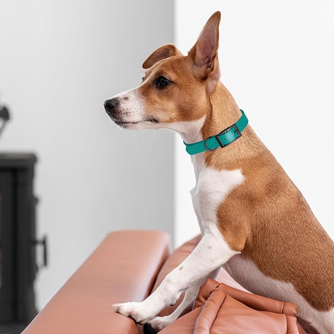 Dogline Biothane Waterproof Dog Collar Strong Coated Nylon Webbing with Black Hardware Odor- Proof for Easy Care Easy to Clean High Performance Fits Small Medium or Large Dogs, Blue Aqua-PurrikoPets