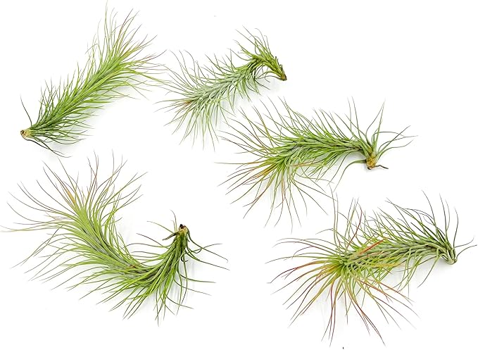 Air Plants - Tillandsia Funckiana, Large 5" - 5ct - Live Arrival Guaranteed - House Plants for Home Decor & Gift-PurrikoPets