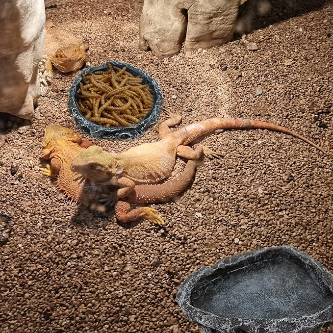 2 Pack Reptile Feeding Dish Corner Bowl, Reptile Water Dish Food Bowl Feeding Terrarium Bowls for Bearded Dragon Lizard Frog Gecko Tortoise Hermit Crab-PurrikoPets