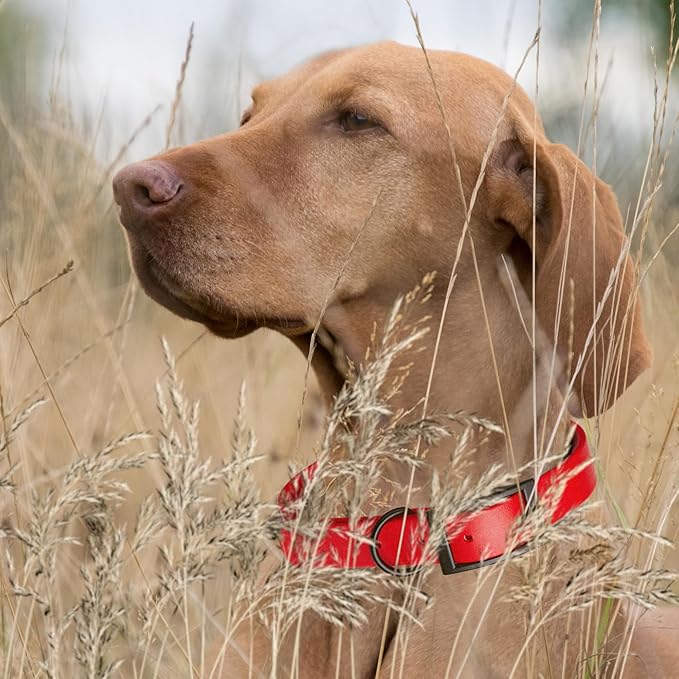 Dogline Biothane Waterproof Dog Collar Strong Coated Nylon Webbing with Black Hardware Odor- Proof for Easy Care Easy to Clean High Performance Fits Small Medium or Large Dogs, Cherry Red-PurrikoPets