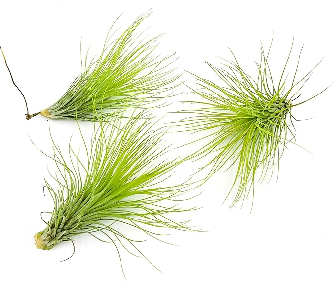 Air Plants - Tillandsia Andreana, Large 4-6" - 3ct - Live Arrival Gauranteed - House Plants for Home Decor & Gift-PurrikoPets