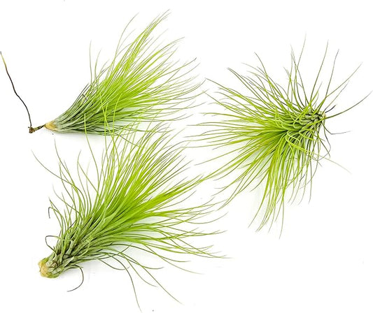 Air Plants - Tillandsia Andreana, Large 4-6" - 3ct - Live Arrival Gauranteed - House Plants for Home Decor & Gift-PurrikoPets