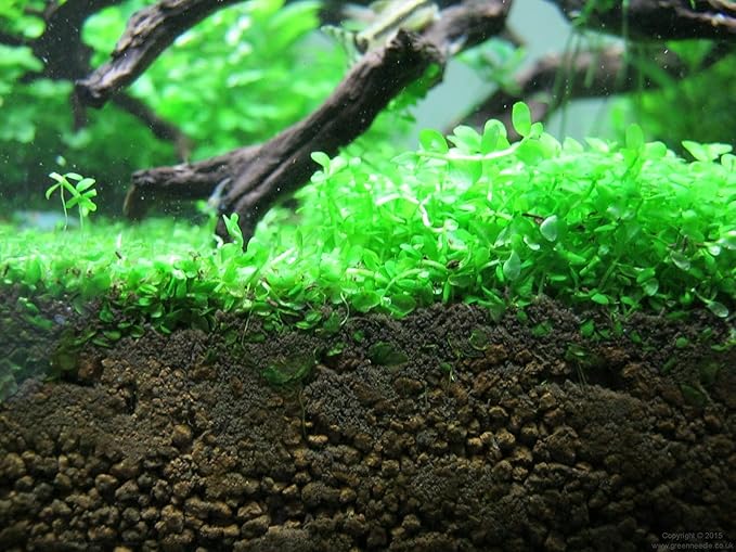 Foreground Potted Live Aquarium Plants | Freshwater Aquatic Plants for Aquariums (Potted Monte Carlo, 5 Pack)-PurrikoPets