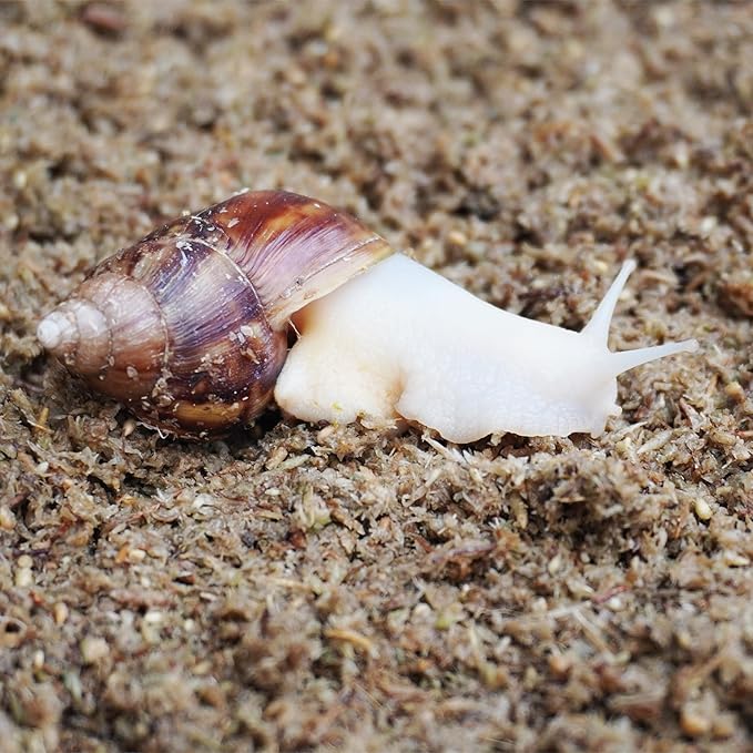 2 Quarts Organic Fiber Substrate for Pet Snail, Ideal Snail Terrarium Accessories for Retains Moisture-PurrikoPets