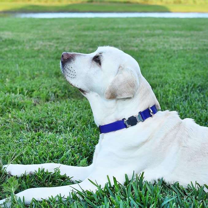 Dogline Biothane Waterproof Dog Collar with Herm Sprenger Stainless Steel Quick Release Buckle – Heavy Duty Tactical Durable Collar for Dogs – Comfortable and Safe Pet Collar W 3/4" L 12-19" Blueberry-PurrikoPets