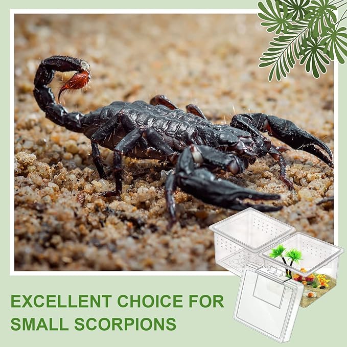 20 Pcs Insect Spider Terrariums Breeding Box Small Reptile Hatching Container Transparent Cricket Keeper Breeder Box Feeding Spider Cage with Lid for Scorpion Gecko Tortoise Centipede Tarantula-PurrikoPets