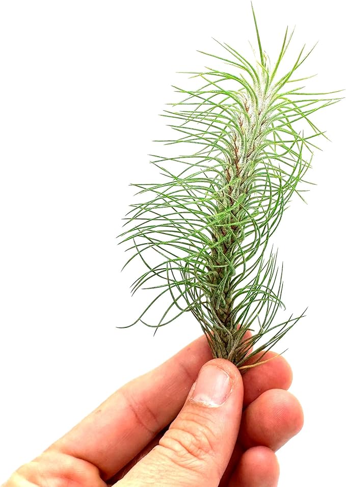 Air Plants - Colombian Tillandsia Funckiana, Large 5" - 3ct - Live Arrival Guaranteed - House Plants for Home Decor & Gift-PurrikoPets