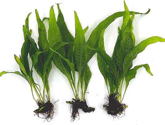 3 Aquatic Plants Bundle | Live Plants for Freshwater Aquariums (3 X Microsorum Java Fern Plants)-PurrikoPets