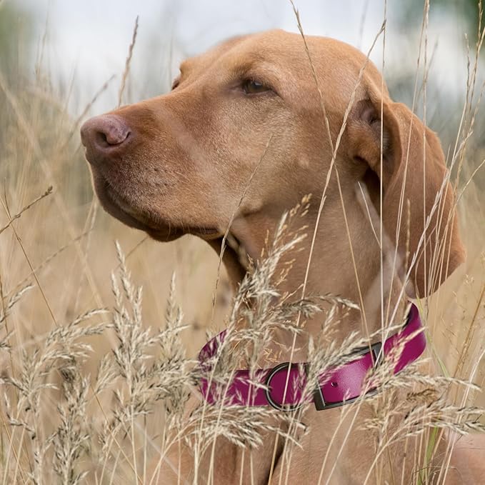 Dogline Biothane Waterproof Dog Collar Strong Coated Nylon Webbing with Black Hardware Odor- Proof for Easy Care Easy to Clean High Performance Fits Small Medium or Large Dogs, Magenta Pink-PurrikoPets