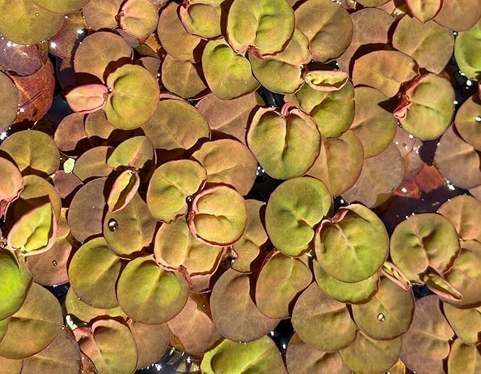 10 Plus Red Root Floater Plants Phyllanthus fluitans Floating Pond Plant Live Aquarium Floating Plants Create Shade and Hiding for Your Fish and Other inhabitants-PurrikoPets