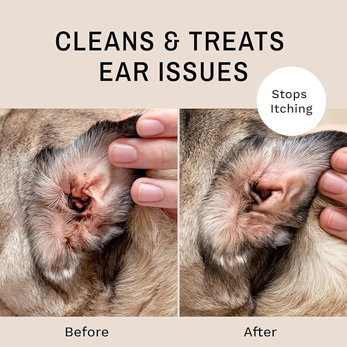 Eye Envy Fresh Ear Cleaning Wipes for Dogs. Made in The USA from Natural Ingredients. Unscented. Prevents Infections. Safe and Non-Irritating. Removes Dirt, Debris, and Wax buildup. 60 Count.-PurrikoPets