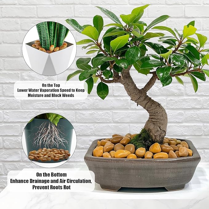 5 Lbs River Rocks for Plants,0.8-1.5 Inch Decorative Ornamental Pebbels, High Polished Stones for Garden Landscaping, Smooth Gravel Filler for Outdoor Plants, Succulents, Fish Tank and Vases, Yellow-PurrikoPets