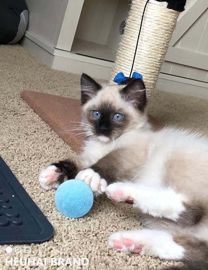 40-Pack Cat Balls – Fun Interactive Toys for Indoor Cats & Kittens (Basic Cat Toy Set)-PurrikoPets