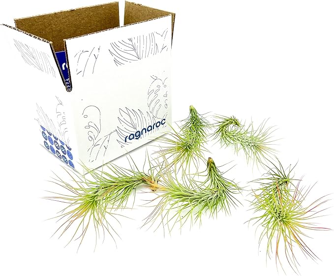 Air Plants - Tillandsia Funckiana, Large 5" - 5ct - Live Arrival Guaranteed - House Plants for Home Decor & Gift-PurrikoPets