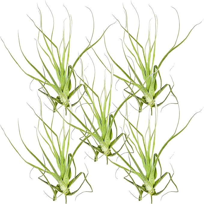Air Plants - Tillandsia Straminea Jumbo 6-9" - 5ct - Live Arrival Guaranteed - House Plants for Home Decor & Gift-PurrikoPets