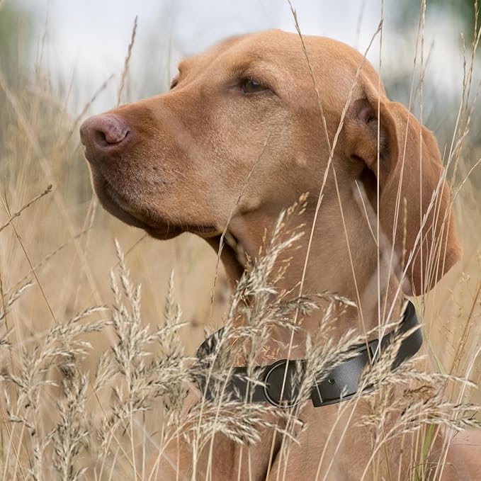 Dogline Biothane Waterproof Dog Collar Strong Coated Nylon Webbing with Black Hardware Odor- Proof for Easy Care Easy to Clean High Performance Fits Small Medium or Large Dogs, Black-PurrikoPets