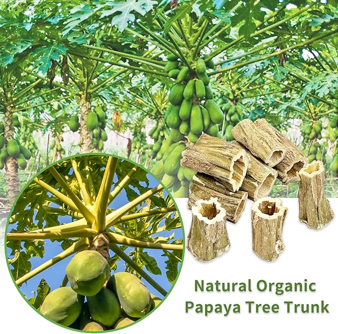 Fhiny Rabbit Chew Toys, 8 PCS 2" Natural Papaya Wood Chew Sticks Guinea Pig Treats for Dental Care Bunny Treats for Rabbits Small Pet Molar Snacks for Bunny Guinea Pig Chinchilla Hamster Gerbil-PurrikoPets