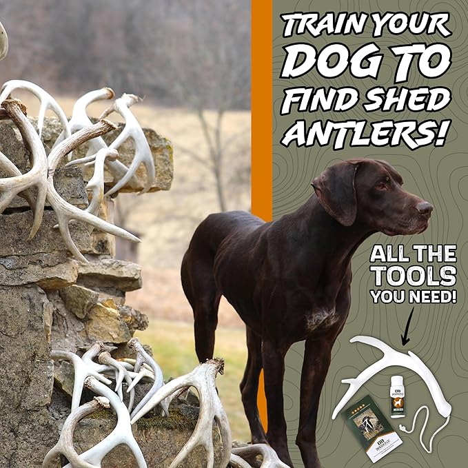 DogBone Shed Hunting Dog Training Kit – Train Your Puppy to Find Deer Antlers - Includes 2 oz Scent for Nosework & Flexible Floating Dummy for Retrieving - Perfect for Whitetail Hunters-PurrikoPets