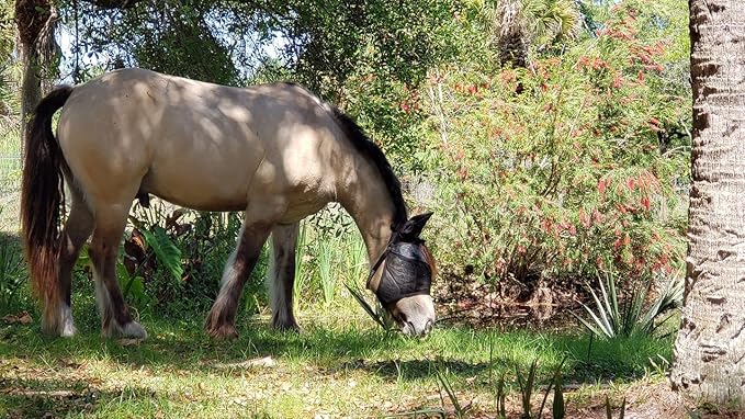 EquiVizor 95% UV Eye Protection (COB) Standard Horse Fly Mask - Help with Uveitis, Corneal Ulcer, Light Sensitivity. Designed to Stay On Your Horse, Off The Ground.-PurrikoPets