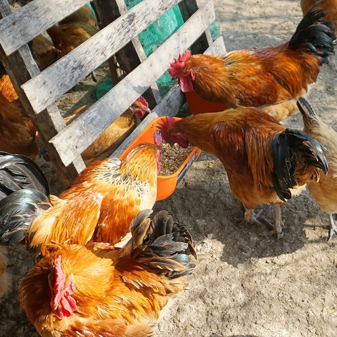 Goovilla Chicken Feeder Waterer, Hanging or Screw-in Fence Feeder with Clips, 2 Pack 5 Quart Goat Feeder Supplies, Duck Piglet Sheeple Coop Dog Livestock Poultry Plastic Feeder Trough Bucket, Orange-PurrikoPets