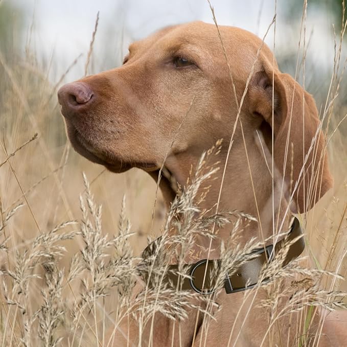 Dogline Biothane Waterproof Dog Collar Strong Coated Nylon Webbing with Black Hardware Odor- Proof for Easy Care Easy to Clean High Performance Fits Small Medium or Large Dogs, Dark Chocolate Brown-PurrikoPets