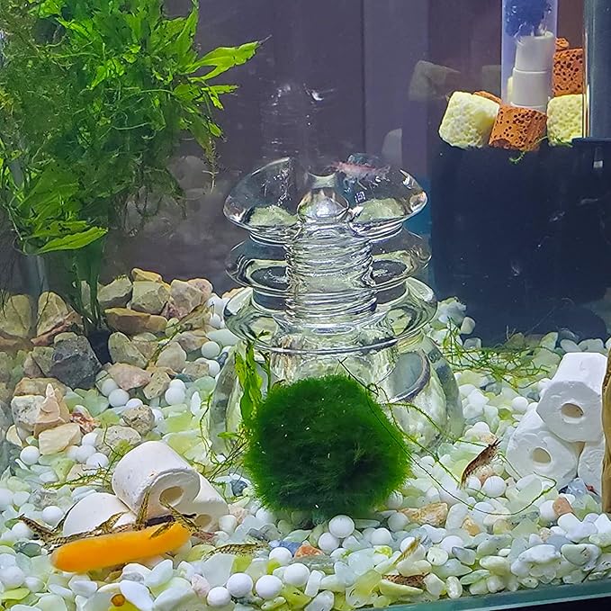 3lb Jade Bean Pebbles,1/4 Inch Cactus Bonsai DIY Rocks, Natural Succulent Rock and River Rocks Decorative for Aquariums, Vases, Terrarium, Outdoor Gardening, Top Dressing for Potted Plants-PurrikoPets