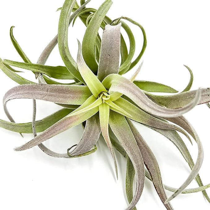 Air Plants - Tillandsia Cacticola, Jumbo 6-9" - 3ct - Live Arrival Guaranteed - House Plants for Home Decor & Gift-PurrikoPets