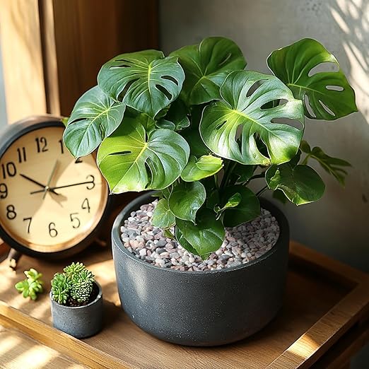 5lbs Natural Gravel Pebbles for Succulents and Cacti, 1/5 Inch Decorative River Stones – Perfect for Vases, Aquariums, Terrariums, and Outdoor Gardening, Mixed Colors (Mixed, 5 Pounds)-PurrikoPets