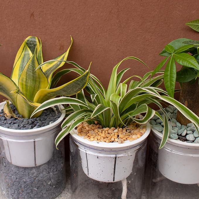 3lb Cactus Pea Gravel Rocks,1/5 Inch Pebbles for Indoor Plants, Natural Succulent Rock and River Rocks Decorative for Aquariums, Vases, Terrarium, Outdoor Gardening, Top Dressing for Potted Plants-PurrikoPets