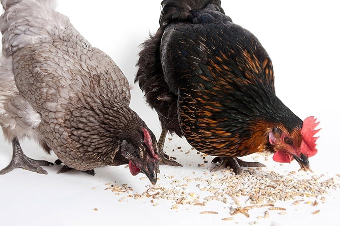 Dried Black Soldier Fly Larvae, 100% Natural, Non-GMO, High-Protein Treats for Chickens, Layer Hens, Wild Birds, Ducks, 13.3 oz, Pack of 4-PurrikoPets