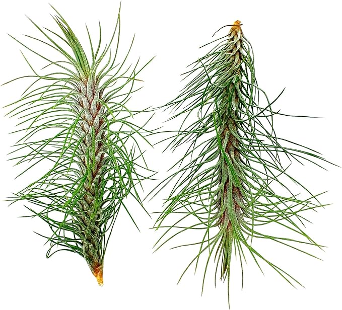 Air Plants - Colombian Tillandsia Funckiana, Large 5" - 2ct - Live Arrival Guaranteed - House Plants for Home Decor & Gift-PurrikoPets