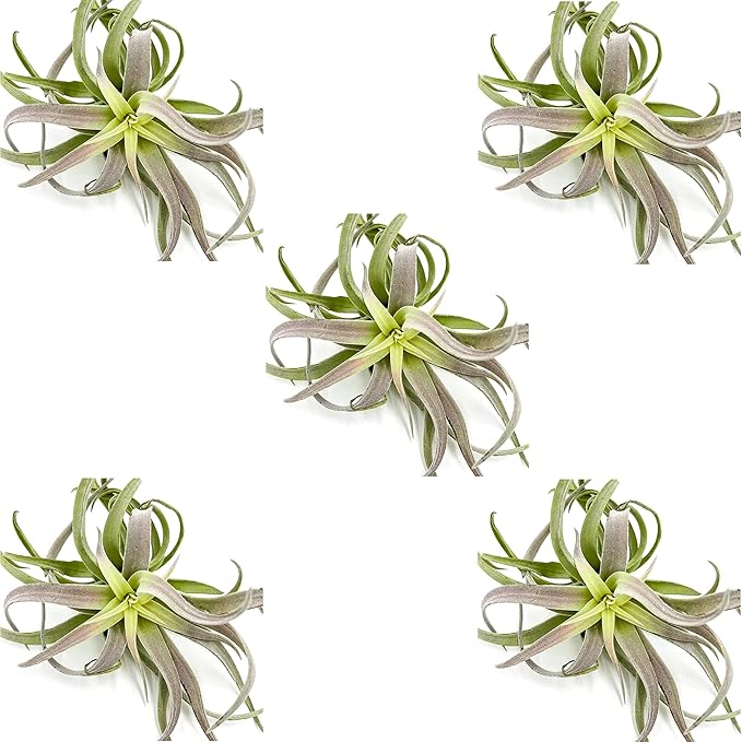 Air Plants - Tillandsia Cacticola, Jumbo 6-9" - 5ct - Live Arrival Guaranteed - House Plants for Home Decor & Gift-PurrikoPets
