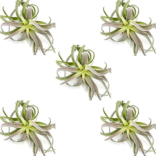Air Plants - Tillandsia Cacticola, Jumbo 6-9" - 5ct - Live Arrival Guaranteed - House Plants for Home Decor & Gift-PurrikoPets
