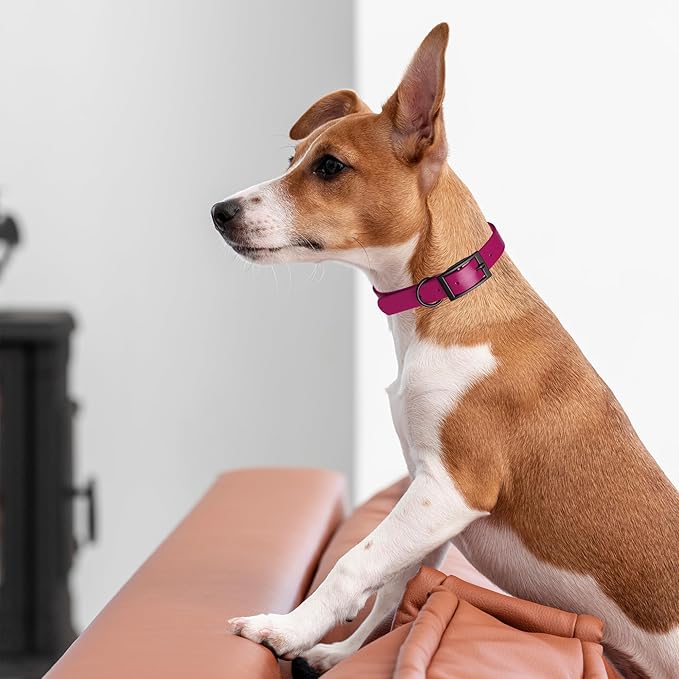 Dogline Biothane Waterproof Dog Collar Strong Coated Nylon Webbing with Black Hardware Odor- Proof for Easy Care Easy to Clean High Performance Fits Small Medium or Large Dogs, Magenta Pink-PurrikoPets