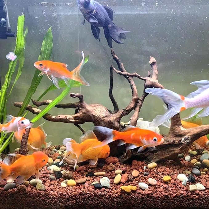 5 lbs Red Lava Rocks for Plants,1/4 Inch Crush Volcanic Rock Gravel Potting Mix for Succulent Cactus Bonsai Aquarium Fire Pits and Garden Landscaping-PurrikoPets