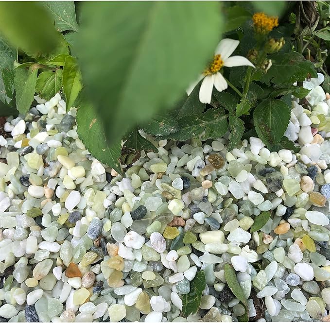 18lb Jade Bean Pebbles,1/4 Inch Cactus Bonsai DIY Rocks, Natural Succulent Rock and River Rocks Decorative for Aquariums, Vases, Terrarium, Outdoor Gardening, Top Dressing for Potted Plants-PurrikoPets