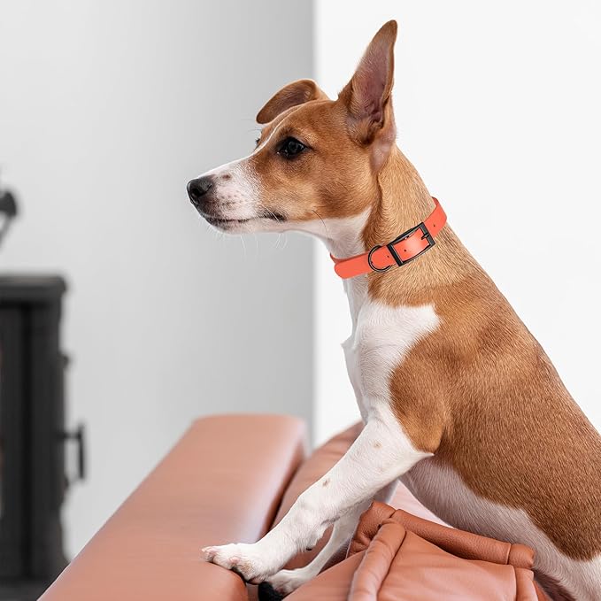 Dogline Biothane Waterproof Dog Collar Strong Coated Nylon Webbing with Black Hardware Odor- Proof for Easy Care Easy to Clean High Performance Fits Small Medium or Large Dogs, Coral-PurrikoPets