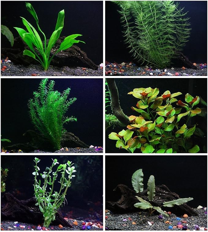 18 Plants Bundle / 6 Species Live Aquarium Plants Package - Microsorum, Amazon Sword, Anubias, Moneywort, Hornwort, etc. (75+ Gallon Aquariums)-PurrikoPets