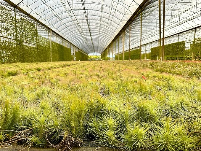 Air Plants - Tillandsia Funckiana, Large 5" - 1ct - Live Arrival Guaranteed - House Plants for Home Decor & Gift-PurrikoPets