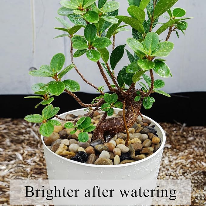 5 lbs Gravel for Fish Tank, 2/5 Inch Mixed Color River Rocks for Aquarium, Vase Fillers, Cactus Bonsai, Plant Soil Cover and Outdoor Garden Landscaping Rocks-PurrikoPets