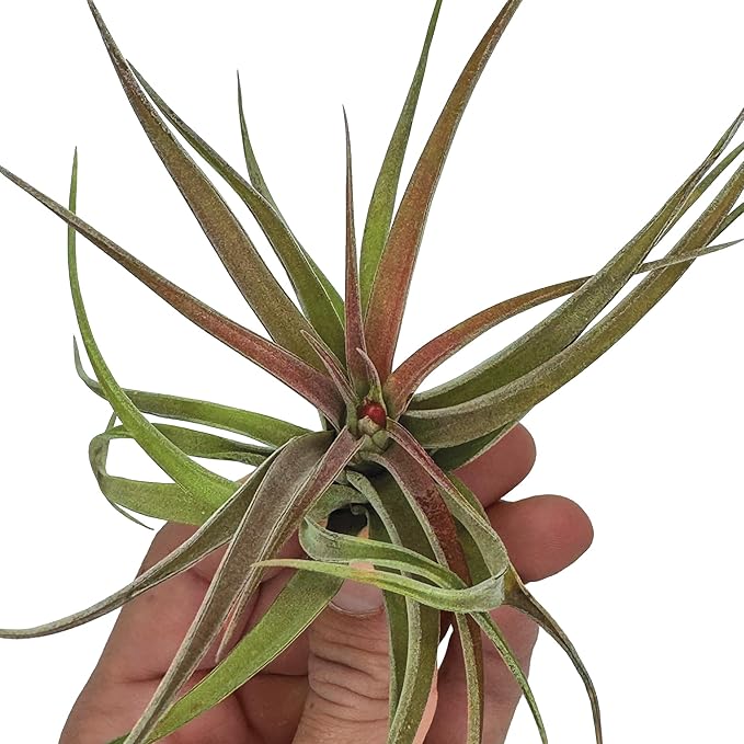 Air Plants - Tillandsia Brachycaulos Abdita, Large 4-6" - 1 ct - Live Arrival Guaranteed - House Plants for Home Decor & Gift-PurrikoPets