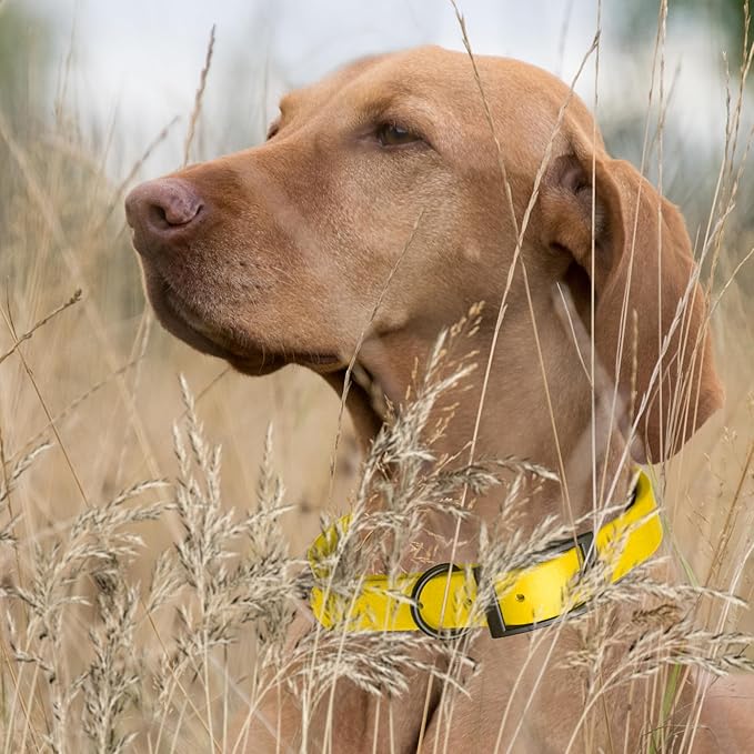 Dogline Biothane Waterproof Dog Collar Strong Coated Nylon Webbing with Black Hardware Odor- Proof for Easy Care Easy to Clean High Performance Fits Small Medium or Large Dogs, Lemon Yellow-PurrikoPets