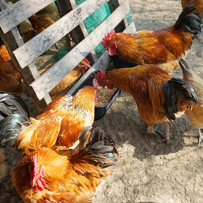 Goovilla Chicken Feeder Waterer, Hanging or Screw-in Fence Feeders with Clips, 2 Pack 5 Quart Goat Feeding Supplies, Duck Piglet Sheeple Coop Dog Livestock Poultry Plastic Feeder Trough Bucket, Black-PurrikoPets