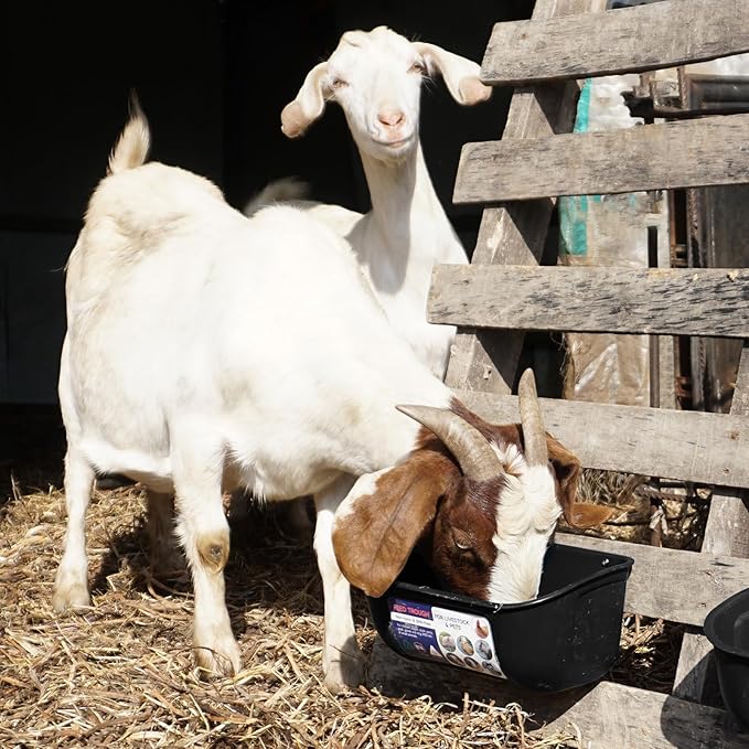 Goovilla Chicken Feeder Waterer, Hanging or Screw-in Fence Feeders with Clips, 2 Pack 5 Quart Goat Feeding Supplies, Duck Piglet Sheeple Coop Dog Livestock Poultry Plastic Feeder Trough Bucket, Black-PurrikoPets