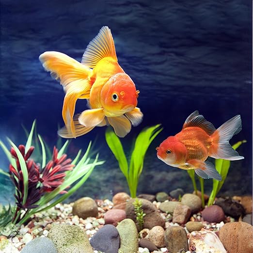 40lbs River Rocks, 1-2 Inch Natural Pebbles for Plants, Hand-Picked Premium Stones for Landscaping and Garden Design, Fish Tank, Flower Pots, Pathways and Backyard, Mixed Color-PurrikoPets