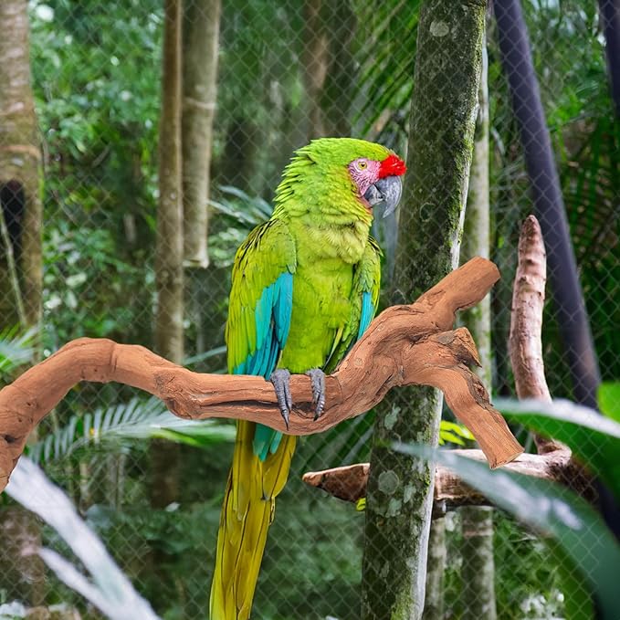 4-Piece Bird Perch Set with Rotating Ball Stand - Natural Wood Bird Gym & Playground for Parrots, Cockatiels, Budgies-PurrikoPets