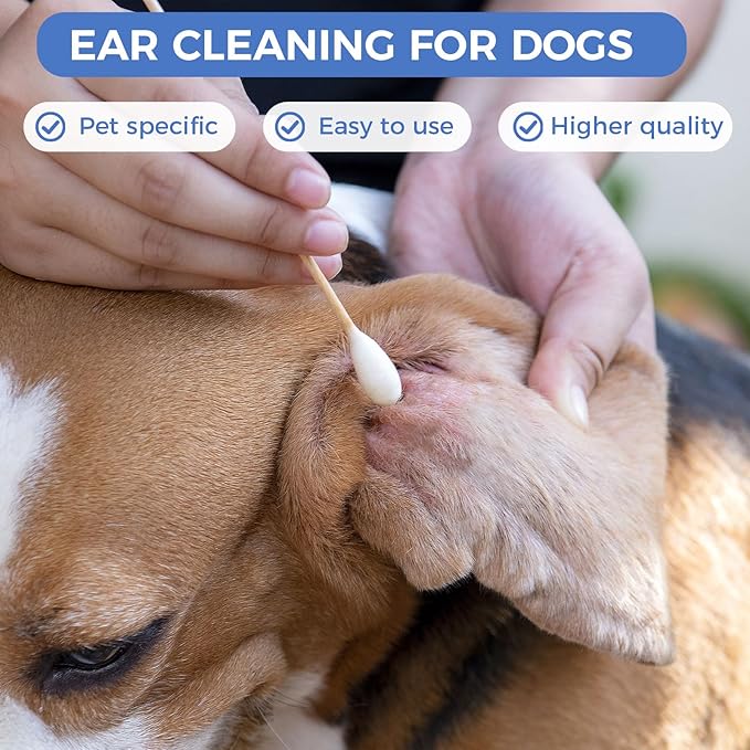 GOLD HONEY 6 Inch Large Cotton Swabs, 100PCS Dog Ear Swabs with Bamboo Handle for Dogs, Pet-Specific, Gentle Design, Lint-Free, Canine Cotton Stick Ear Cleaning-PurrikoPets