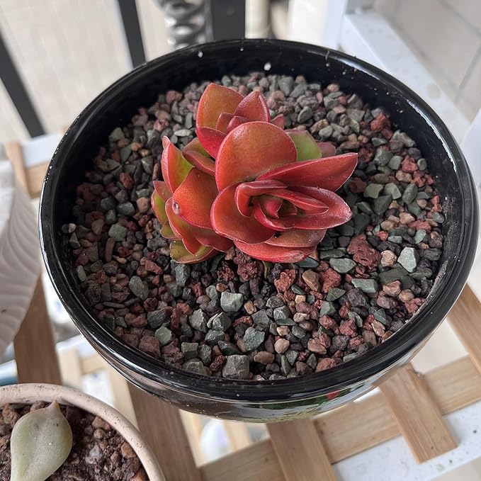 5 lbs Succulent Cactus Soil Potting Mix,1/4 inch Pumice Pebbles Mix Horticultural Lava Rock for Indoor Plants, Bonsai, Orchid-PurrikoPets