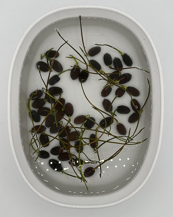 160 Sacred Lotus Seeds for Planting in Water Mixed Flower Color Pink Red White Yellow Multicolor Aquatic Nelumbo nucifera Bonsai Bowl Lotus Seed Lily Ponds Feature Water Gardens (160, Lotus Seed)-PurrikoPets